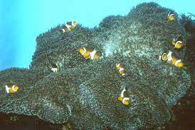 carpet anemones big beautiful and deadly