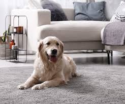 hartz experts tips for pet proofing