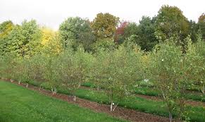 fertilizing trees and shrubs fact