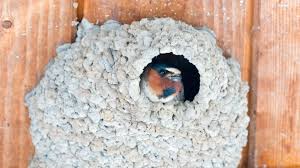 Swallow Bird House The Best Type How