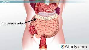 The primary functions of the large intestine (colon) are to store food residues and to absorb water. Large Intestine Anatomy Parts Diagram Major Function Video Lesson Transcript Study Com