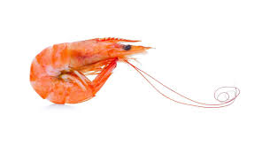 A Quick Guide To Prawns And Shrimp Fishopedia The Fish