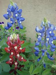 827x609 bluebonnet flower coloring page graphic wildflower coloring pages. Texas State Flower Bluebonnet