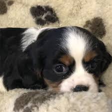 Some puppies for sale may be shipped worldwide and include crate and veterinarian checkup. Nutshaw Kennels Cattery Puppies For Sale In Burnley Rossendale And Lancashire