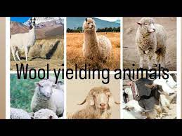 wool yielding s you