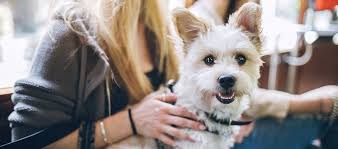 the five best dog breeds for apartments
