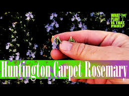 huntington carpet rosemary