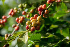 does-coffee-grow-on-a-bush-or-tree