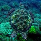 Resultado de imagem para inhaca mozambique