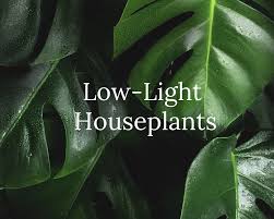 Best Indoor Plants For Low Light