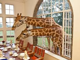 giraffe manor hotel review condé