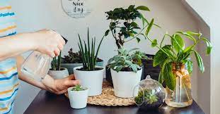 ceramic pots in your indoor garden