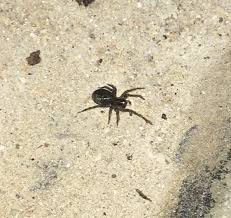 A baby black widow has a white abdomen with black spots in addition to brown legs and a tan cephalothorax, the part of a spider to which the legs. Maryland Usa Found In The Back Of A Work Van What Kind Of Spider Is This It Was Small Baby Black Widow Spiders