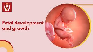 fetal growth chart and development
