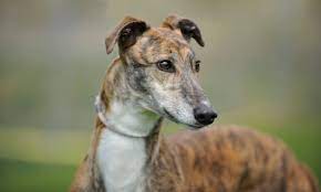 Navy commander must lead an allied convoy being stalked by a german submarine wolf pack. Irish Greyhound Racing Faces Backlash Over Killing Of Dogs Greyhound Racing The Guardian