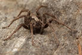 Maybe you would like to learn more about one of these? How To Tell If A Spider Is Not A Brown Recluse Spiderbytes