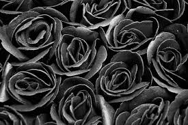 royalty free photo black roses pickpik
