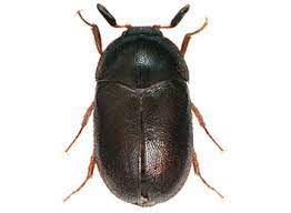 carpet beetle pest control