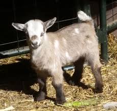 We breed year round and always have kids available for all goat lovers, show and pets. Goats Canadian Co Operative Wool Growers Limited