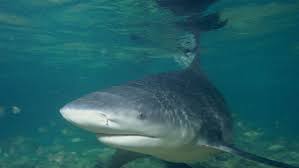Whilst there were no further attacks after an 8ft (2.5m) great white shark. Atlanta Wife Jumped In Saved Husband During Key West Shark Attack