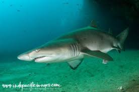 grey nurse sharks australian icons