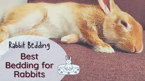 Best Bedding For Rabbits Must Read