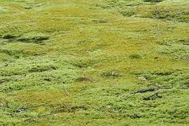 carpet moss for your garden care tips