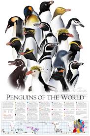 Wiinterrrs Day Know Your Penguins A Helpful Chart