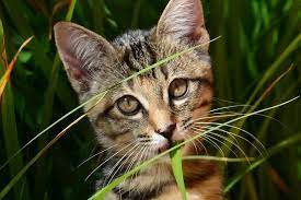 Why Do Cats Eat Plants Feline Behavior