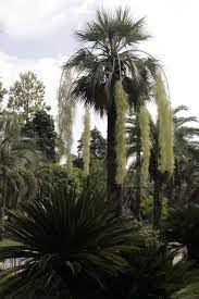 Голубая пальма в цвету: экзотическое чудо парка «Дендрарий»