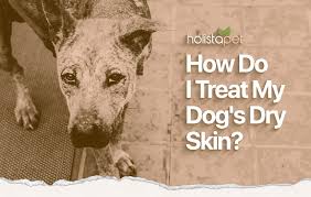 home remes for dry skin on dogs 9