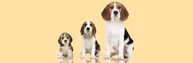 Beagle Dog Breed Information Beagle Puppy Size Chart