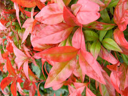 Leaves of the evergreen shrub are larger than most other varieties of nandina and are bright lime green when new. Nandina Domestica Fire Power Fire Power Nandina North Carolina Extension Gardener Plant Toolbox