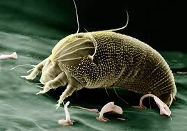 dust mites for good