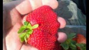 The largest feet on a living person are 40.55 cm (1 ft 3.96 in) right foot, and 40.47 cm (1 ft 3.93…. World Record Largest Strawberry In The World Youtube