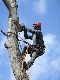 Certified arborists often have a competitive advantage in the job market because employers and organizations associate this certification with experience and expertise. Tree Services Tree Removal King Of Prussia Pa