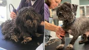 Maybe you would like to learn more about one of these? Virginia Beach Animal Shelter Removes Almost 9 Pounds Of Matted Fur From Shih Tzu