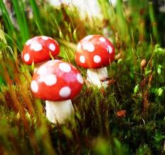 mushrooms friends or foes to lawn and