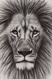 lion color pencil drawing creative