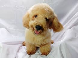 home page 05 poodle philippines by
