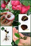 can-you-grow-wax-apple-from-seed