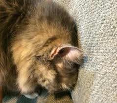 Head pressing is the act of a cat pressing their head against a wall or other hard object. Head Pressing If You See It Call Your Vet Our Cats World
