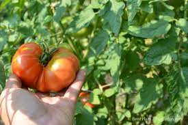 How To Grow Tomatoes In A Raised Bed