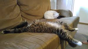 Image result for cat sleeping on it's back