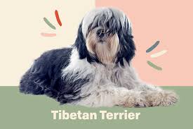 The skull is neither broad nor fine, and narrows toward the. Tibetan Terrier Dog Breed Information And Characteristics Daily Paws