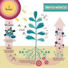 what is photosynthesis