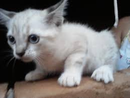 Resultado de imagem para gato branco filhote de olho azul