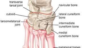 These diagrams should explain and show you some of the basics. Foot Description Drawings Bones Facts Britannica