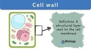 cell wall definition and exles