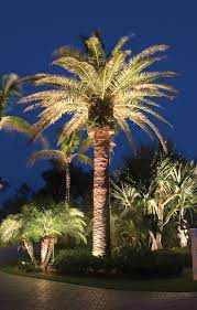 palm lighting particulars